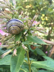 Cepaea nemoralis