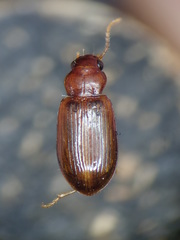 Bradycellus verbasci