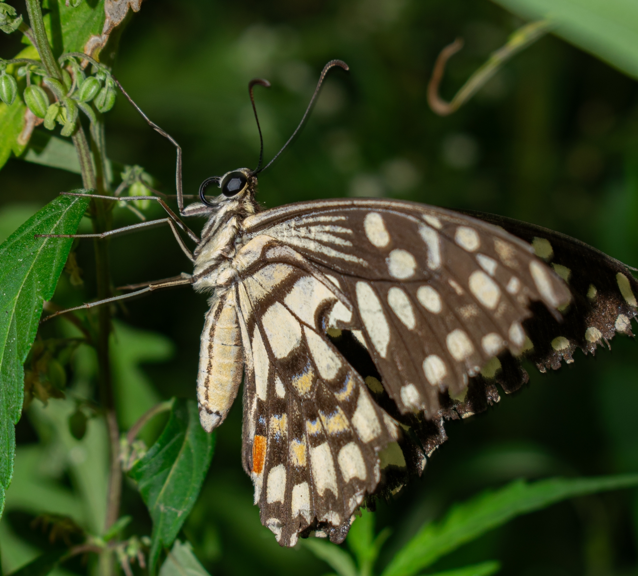 Lime Swallowtail