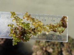 Caulerpa geminata