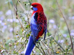 Platycercus elegans elegans