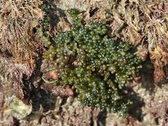 Caulerpa geminata