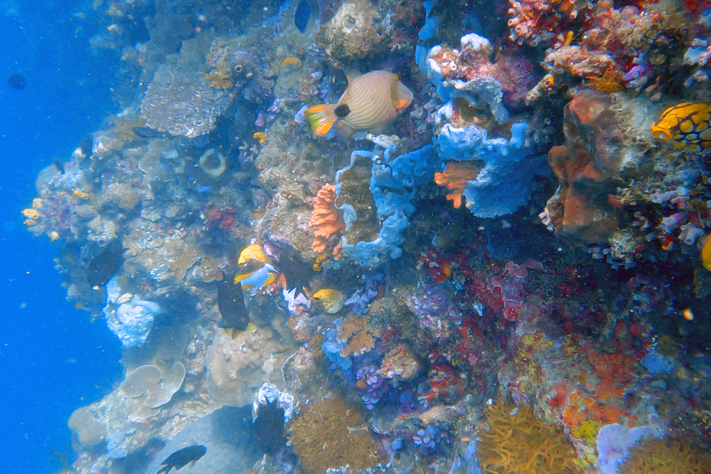 Orange-lined triggerfish