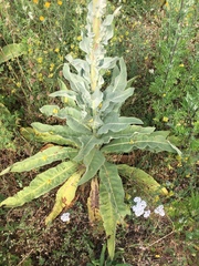 Verbascum speciosum