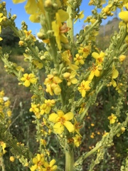 Verbascum speciosum