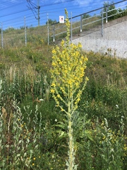 Verbascum speciosum