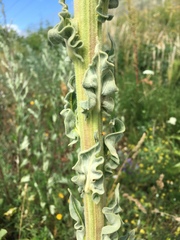 Verbascum speciosum