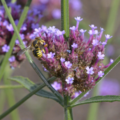 Anthidium manicatum