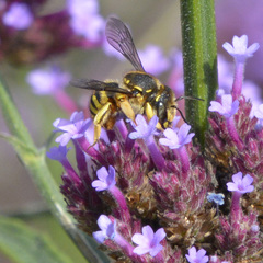 Anthidium manicatum
