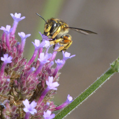 Anthidium manicatum