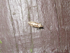 Atomotricha isogama