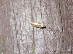 Atomotricha isogama