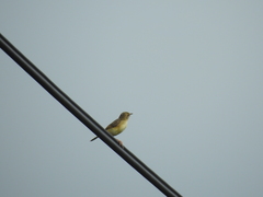 Cisticola exilis volitans