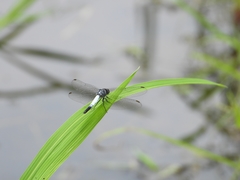 Brachydiplax farinosa