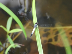 Brachydiplax farinosa