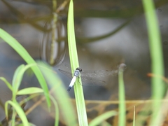 Brachydiplax farinosa