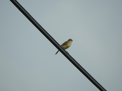 Cisticola exilis volitans