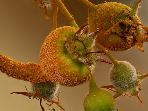 Gymnotelium blasdaleanum