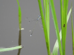 Lestes elatus