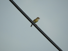 Cisticola exilis volitans