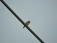 Cisticola exilis volitans