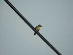 Cisticola exilis volitans