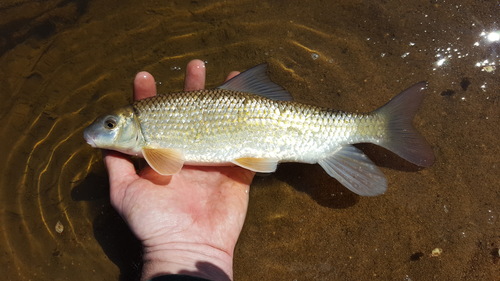 Shorthead redhorse (Moxostoma macrolepidotum) — Catostomidae — 5