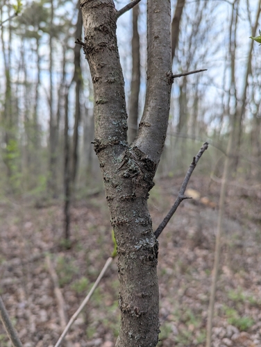 Image of Prunus nigra by (c) Loïc Mathieu, some rights reserved (CC BY)