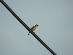 Cisticola exilis volitans