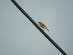 Cisticola exilis volitans