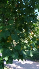 Liriodendron tulipifera