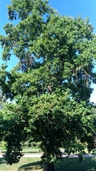 Liriodendron tulipifera