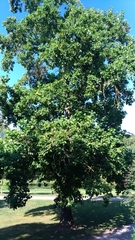 Liriodendron tulipifera