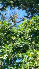 Liriodendron tulipifera