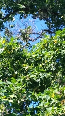 Liriodendron tulipifera