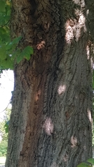 Liriodendron tulipifera