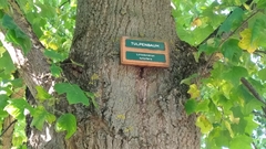 Liriodendron tulipifera