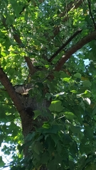 Liriodendron tulipifera