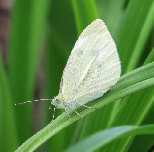 Mariposa blanca de la col