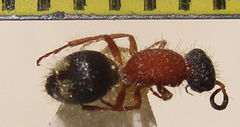 Mutillinae