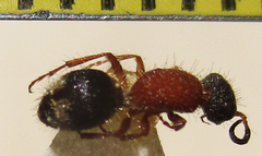 Mutillinae