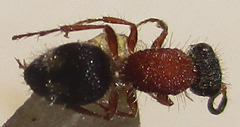 Mutillinae