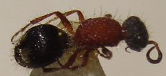 Mutillinae