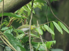 Zosterops simplex simplex