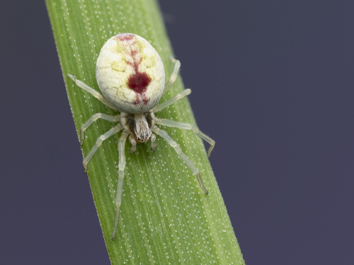Bleeding Heart Spider, Waltham Forest, London, England, GB, photo 8 of 10