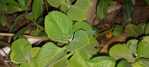 Image of Coleus amboinicus by (c) Ramnarayan K, some rights reserved (CC BY)