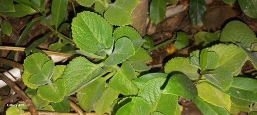 Image of Coleus amboinicus by (c) Ramnarayan K, some rights reserved (CC BY)