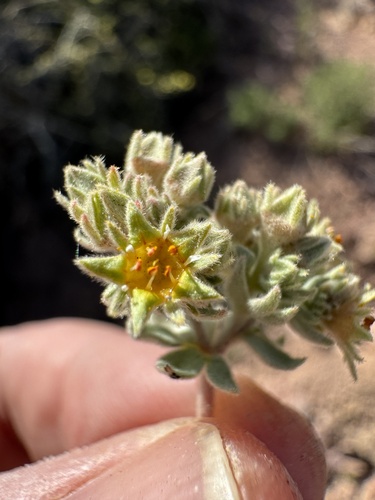 Image of Ivesia rhypara by no rights reserved