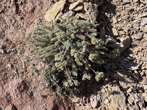 Grimy Mousetail (Ivesia rhypara)