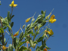 Ononis pubescens